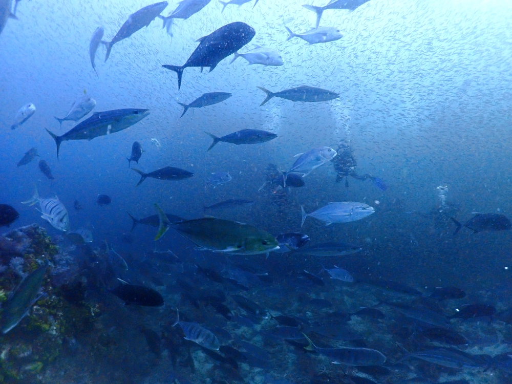 シミランクルーズでダイビング