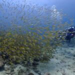 プーケットのピピ島でダイビング