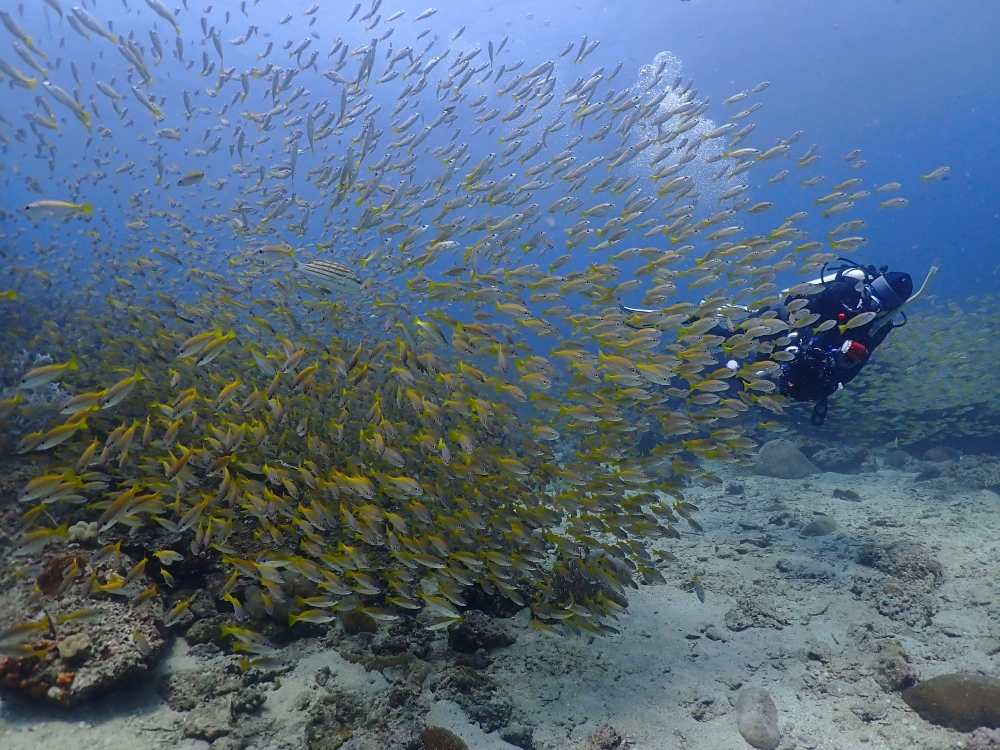 プーケットのピピ島でダイビング