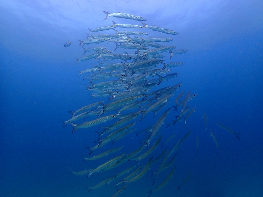 プーケットのピピ島でダイビング