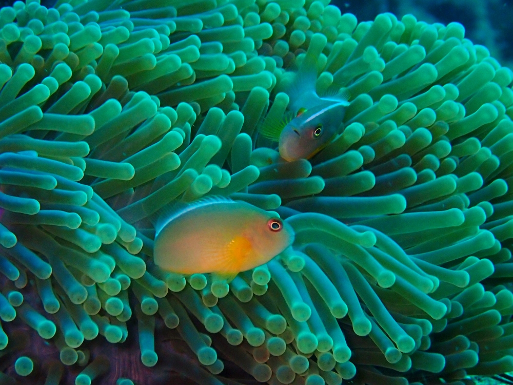 プーケットのピピ島でダイビング