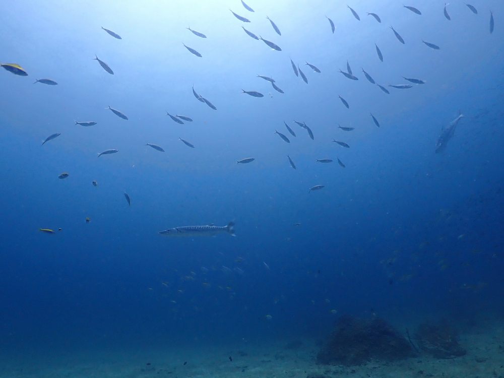 プーケットのピピ島でダイビング