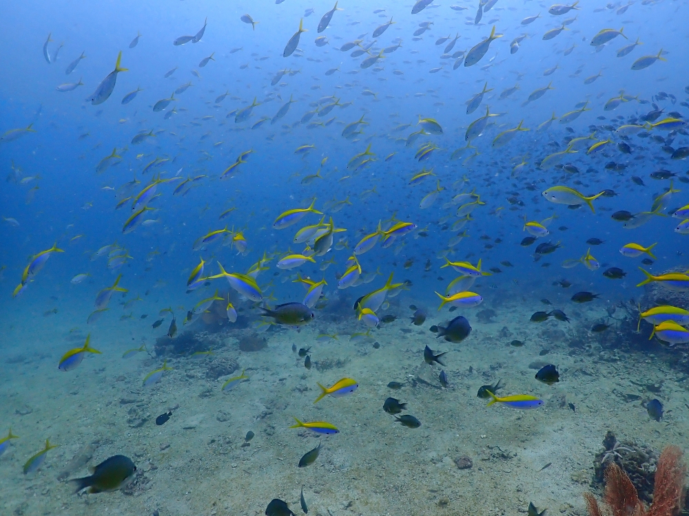 プーケットのピピ島でダイビング