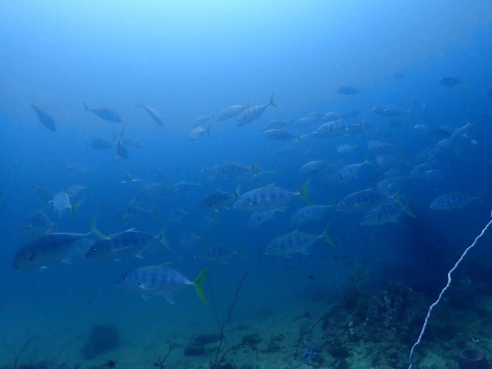 プーケットのピピ島でダイビング