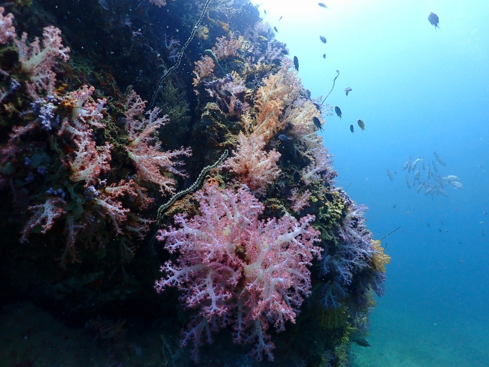 プーケットのピピ島でダイビング