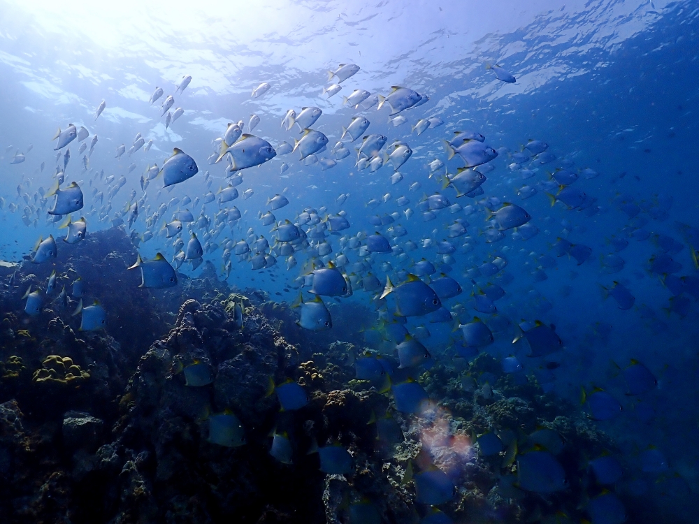 プーケットのピピ島でダイビング