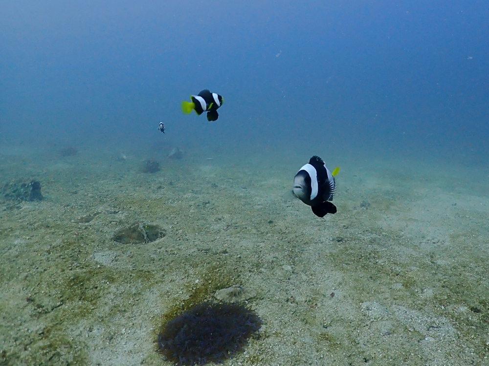 プーケットのピピ島でダイビング