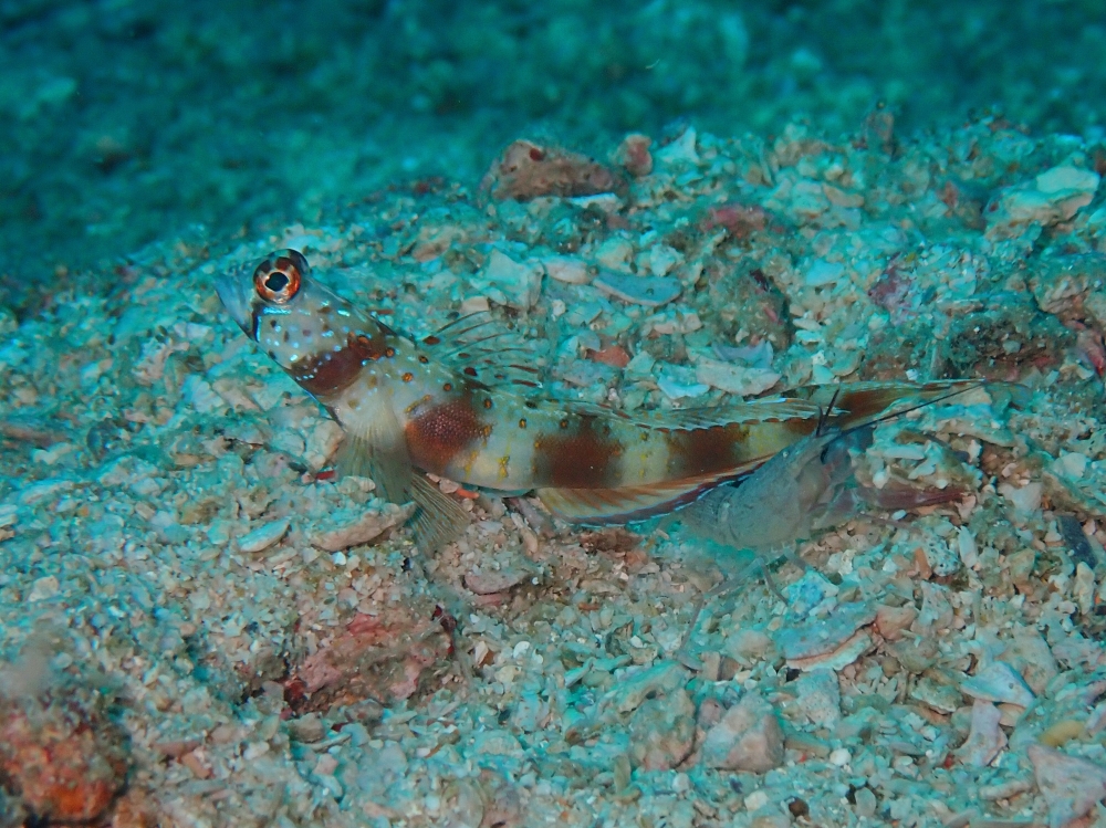 プーケットのピピ島でダイビング