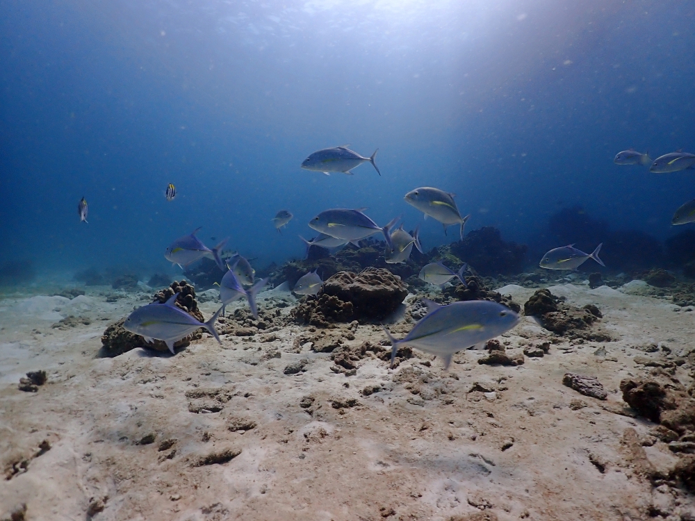 プーケットのラチャヤイ島でダイビング