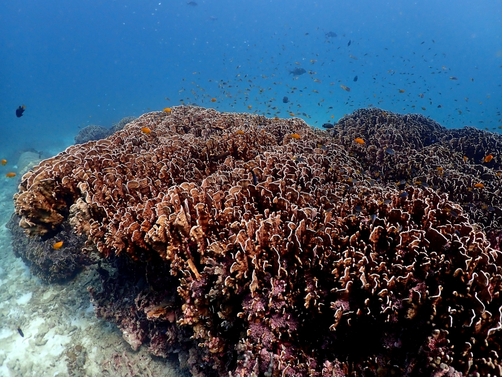 プーケットのラチャヤイ島でダイビング
