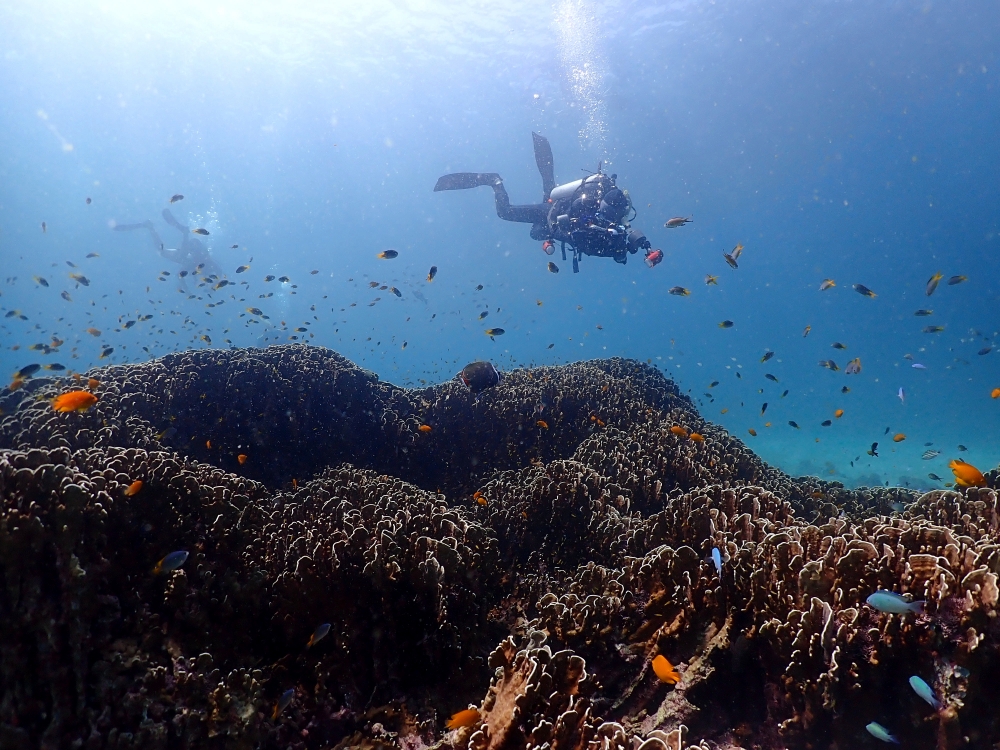プーケットのラチャヤイ島でダイビング