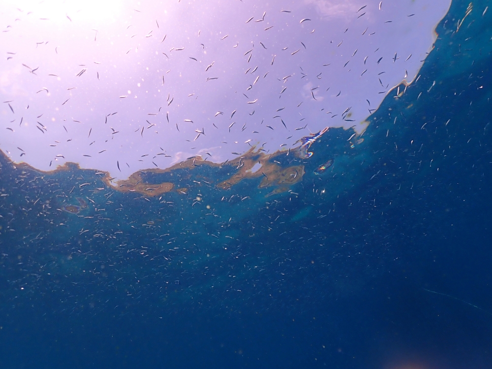 プーケットのラチャヤイ島でダイビング