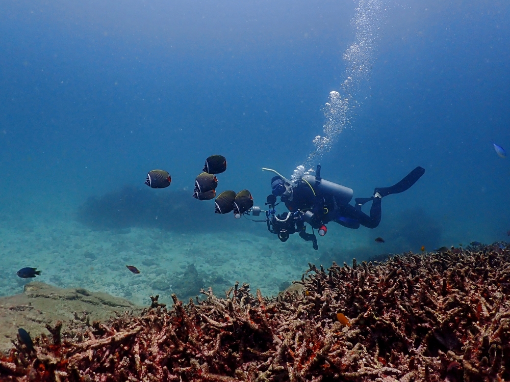 プーケットのラチャヤイ島でダイビング