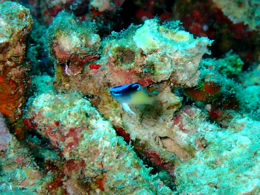 プーケットのラチャヤイ島でダイビング