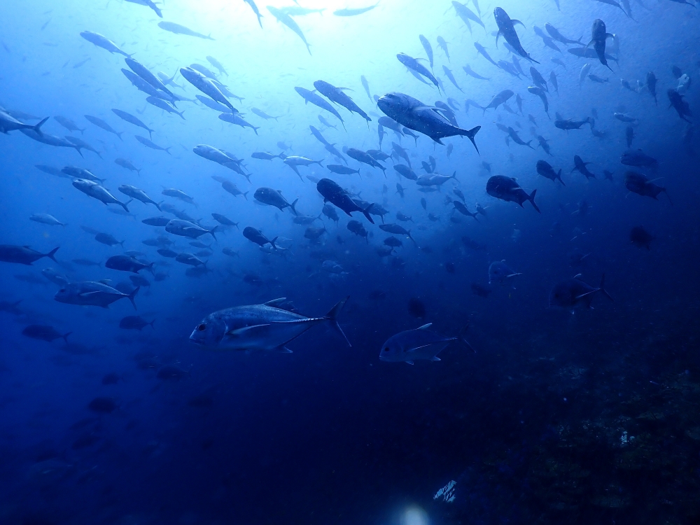 スキューバプロショップ御一行様とシミランクルーズダイビング