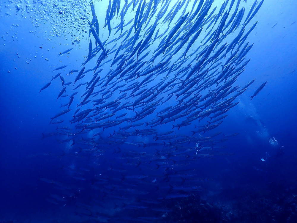 スキューバプロショップ御一行様とシミランクルーズダイビング