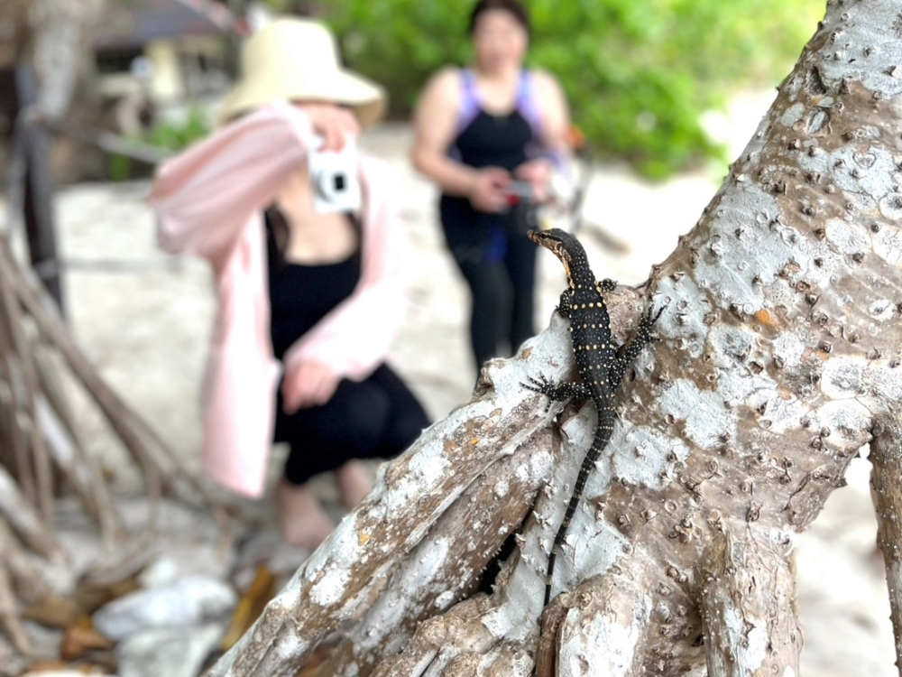 スキューバプロショップ御一行様とシミランクルーズダイビング