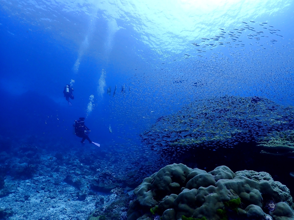 スキューバプロショップ御一行様とシミランクルーズダイビング