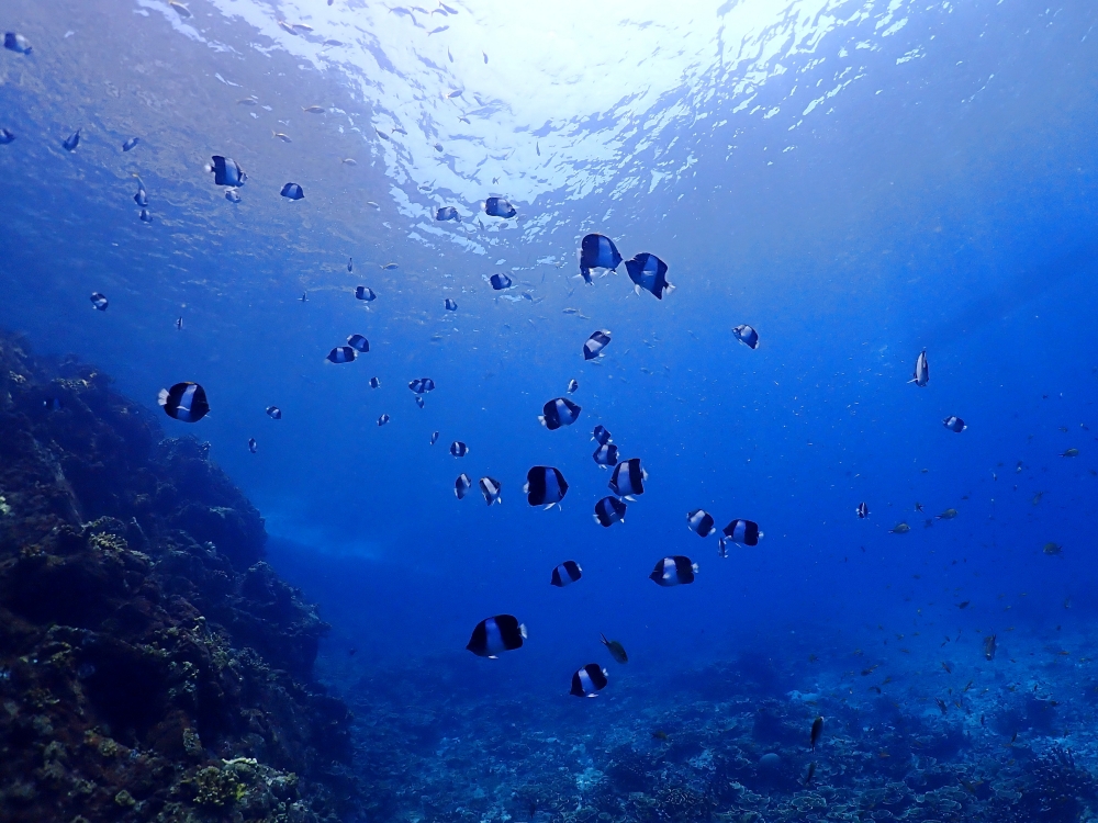 スキューバプロショップ御一行様とシミランクルーズダイビング