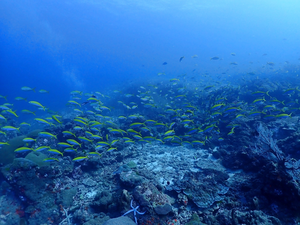 スキューバプロショップ御一行様とシミランクルーズダイビング