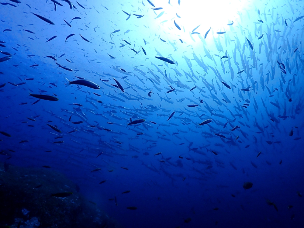 スキューバプロショップ御一行様とシミランクルーズダイビング