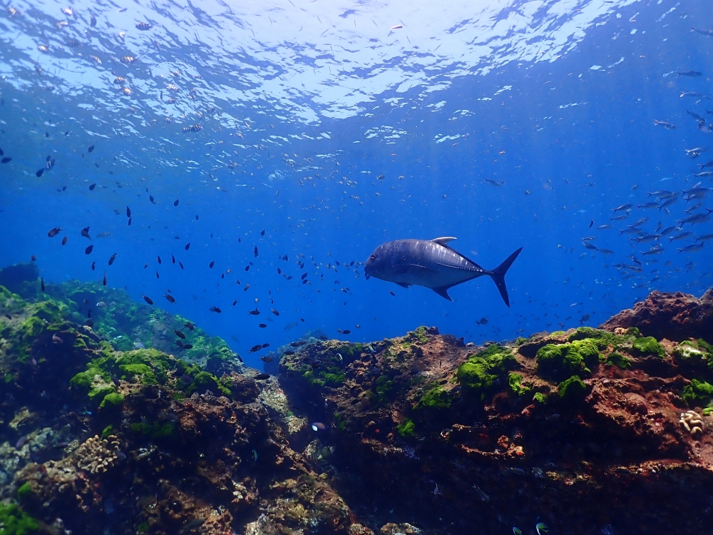 スキューバプロショップ御一行様とシミランクルーズダイビング