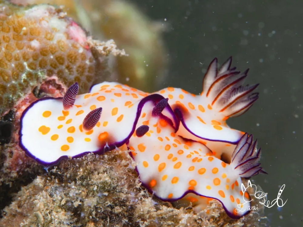 プーケットのカタビーチでナイトダイビング