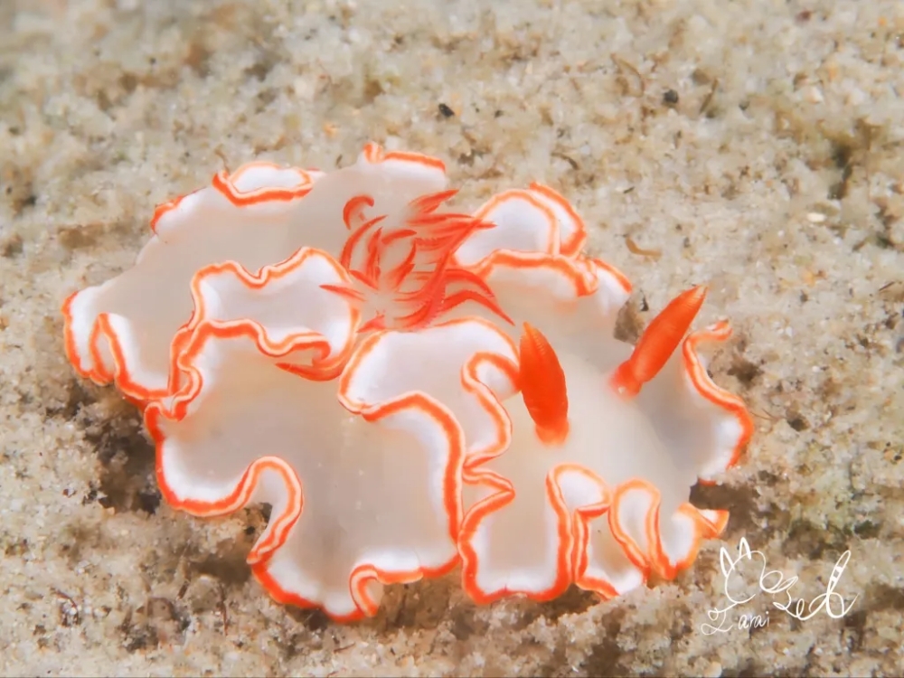 プーケットのカタビーチでナイトダイビング