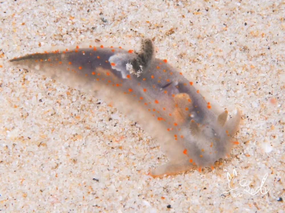 プーケットのカタビーチでナイトダイビング