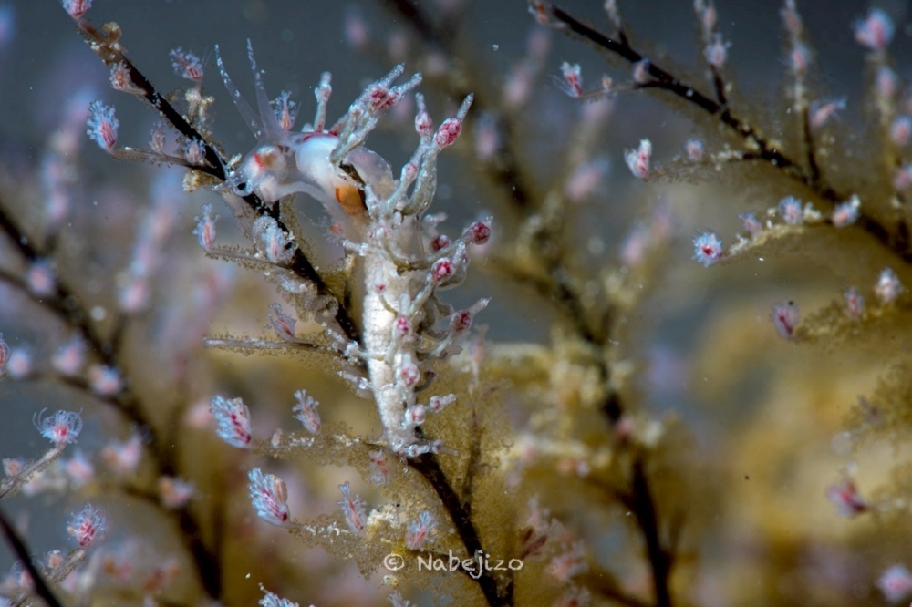 プーケットのカタビーチでナイトダイビング