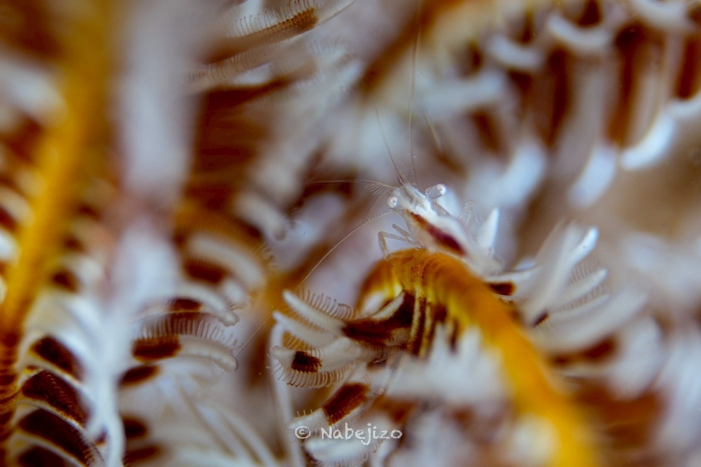 プーケットのピピ島でダイビング