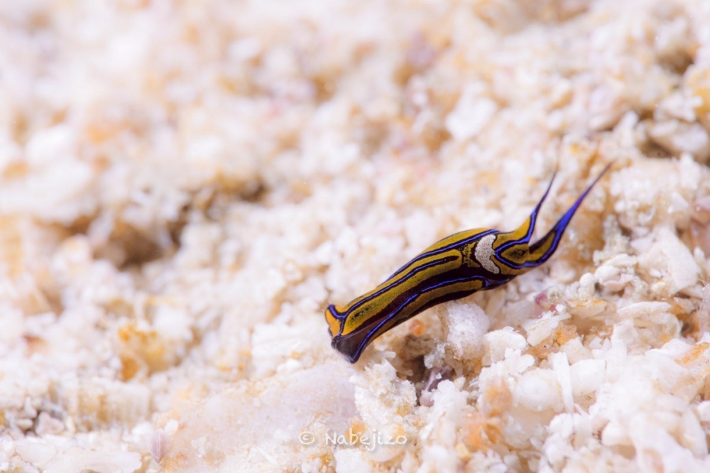 プーケットのピピ島でダイビング