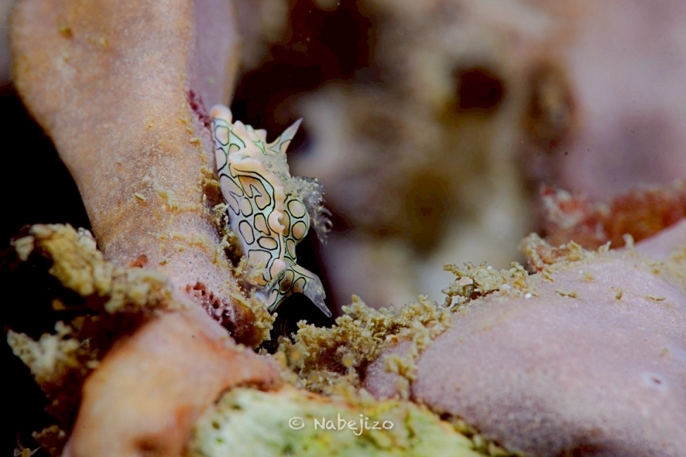 プーケットのピピ島でダイビング