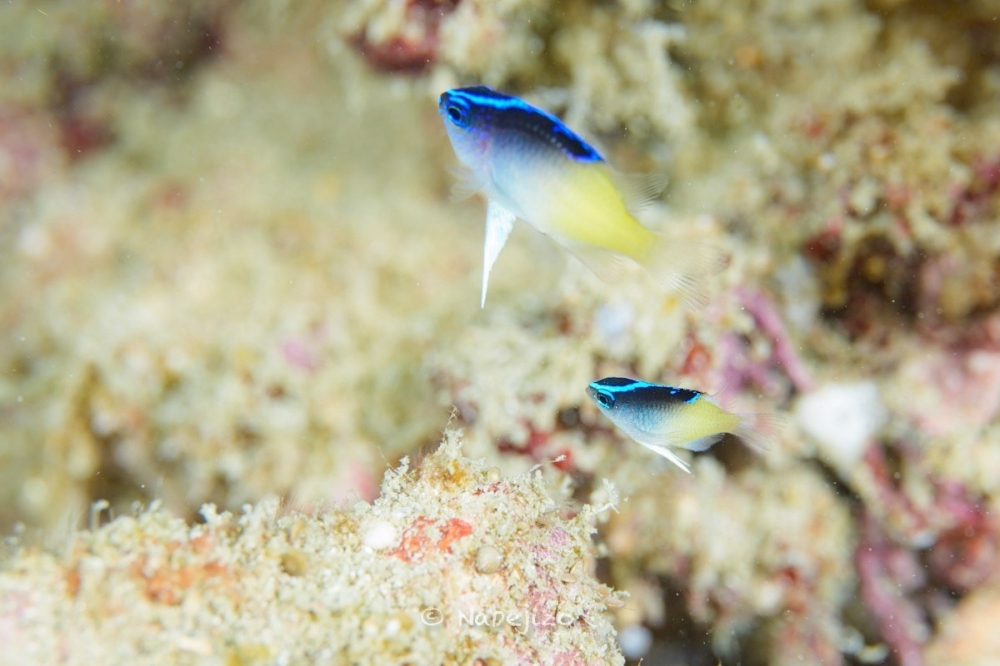 プーケットのピピ島でダイビング