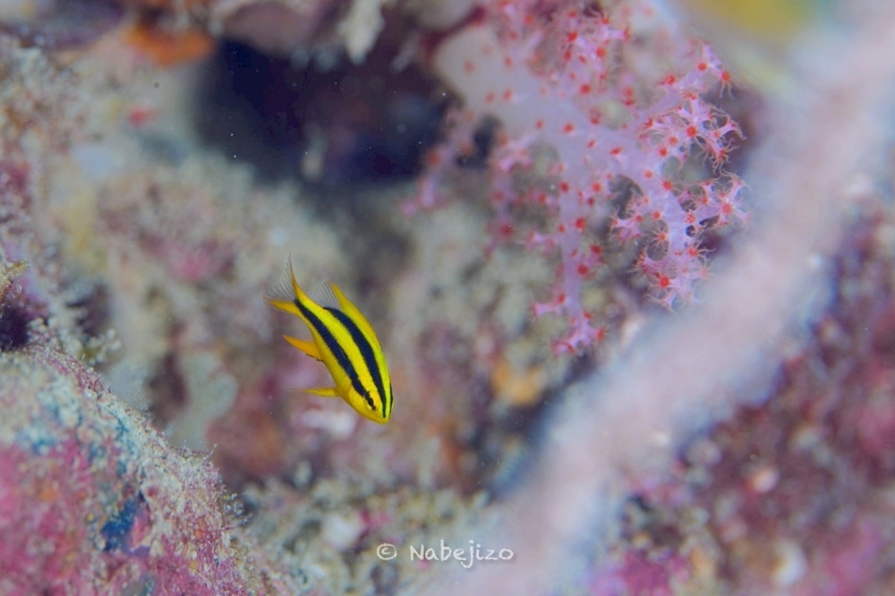 プーケットのピピ島でダイビング