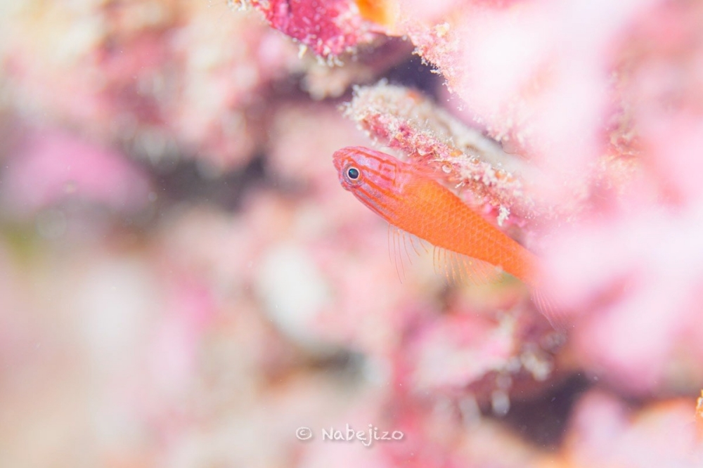 プーケットのピピ島でダイビング