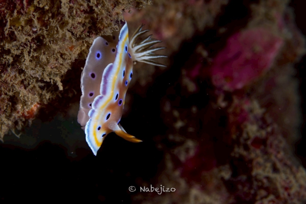 プーケットのピピ島でダイビング