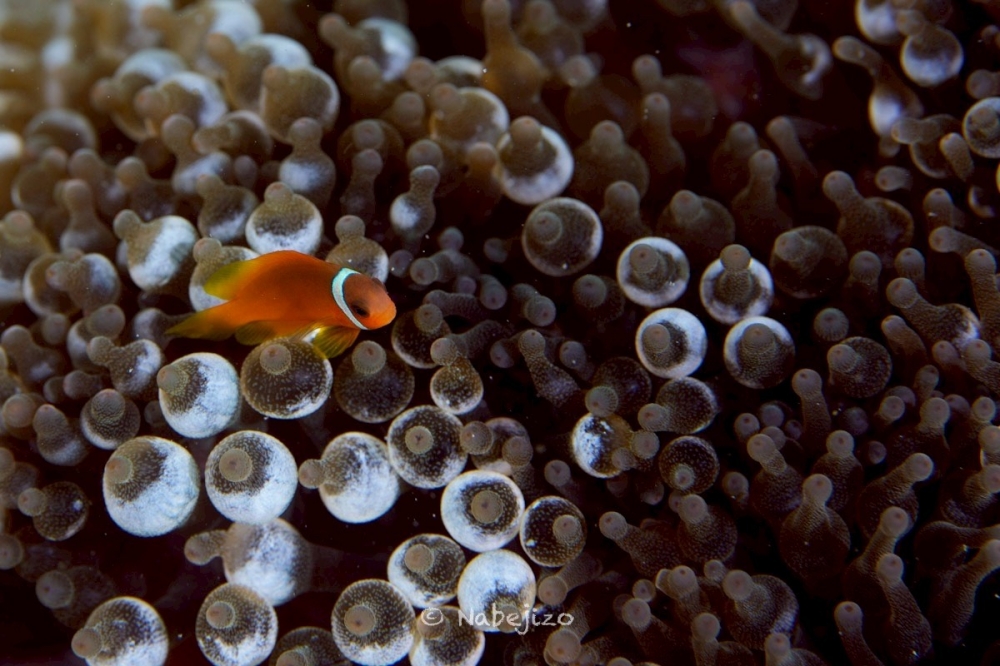 プーケットのピピ島でダイビング