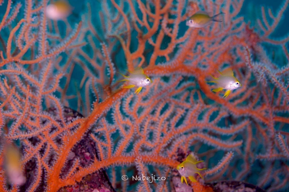 プーケットのピピ島でダイビング