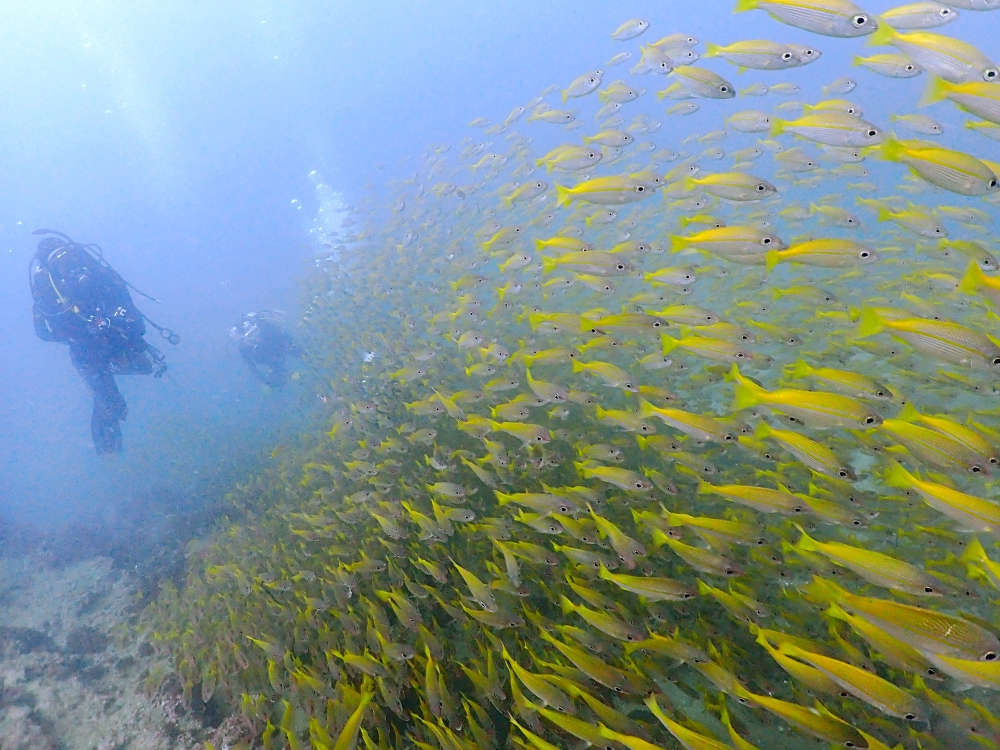 プーケットのピピ島でダイビング