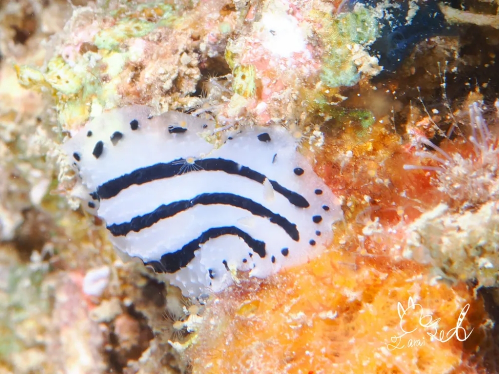 プーケットのピピ島でダイビング