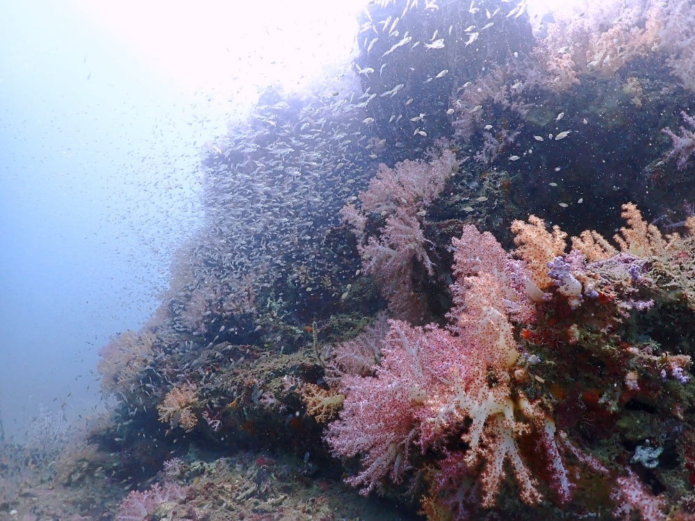 プーケットのピピ島でダイビング