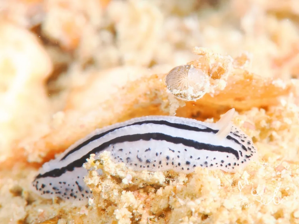 プーケットのピピ島でダイビング