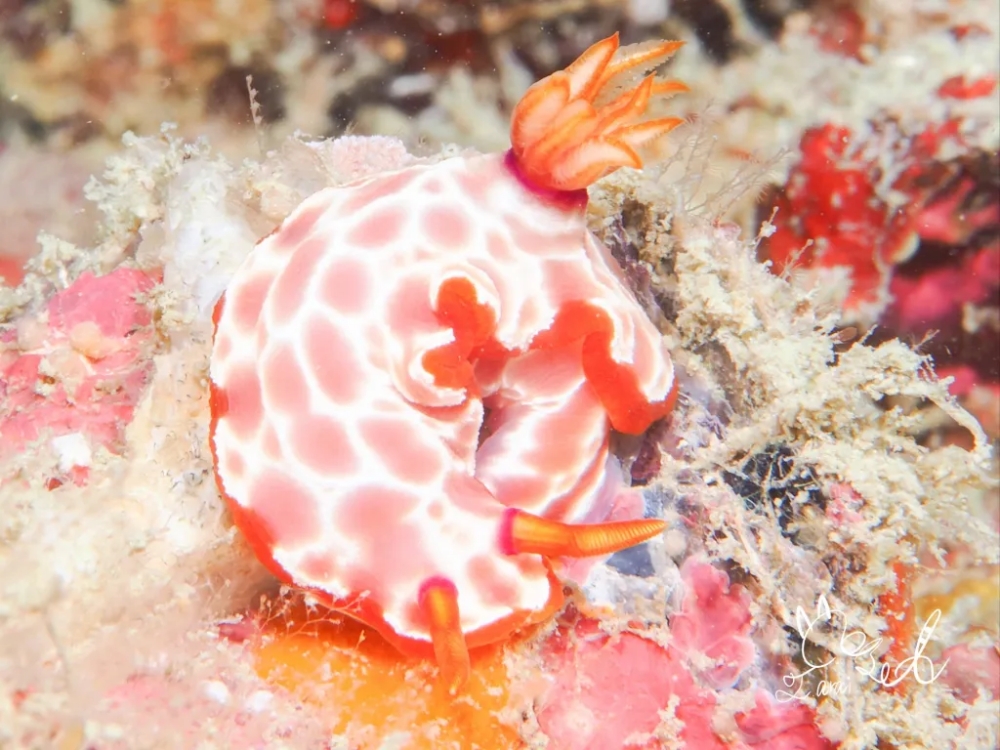 プーケットのピピ島でダイビング