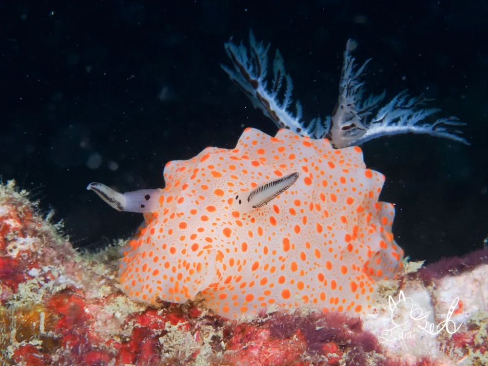 プーケットのピピ島でダイビング