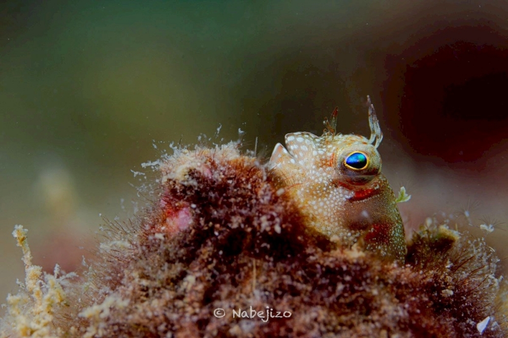 プーケットのカタビーチで半日ダイビング