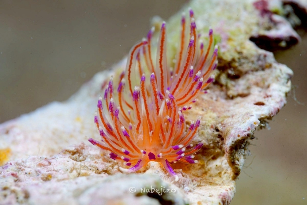 プーケットのカタビーチで半日ダイビング