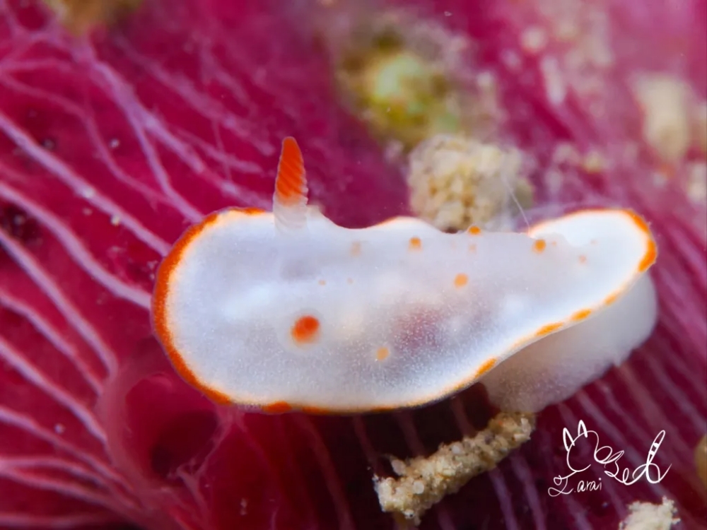 プーケットのカタビーチで半日ダイビング