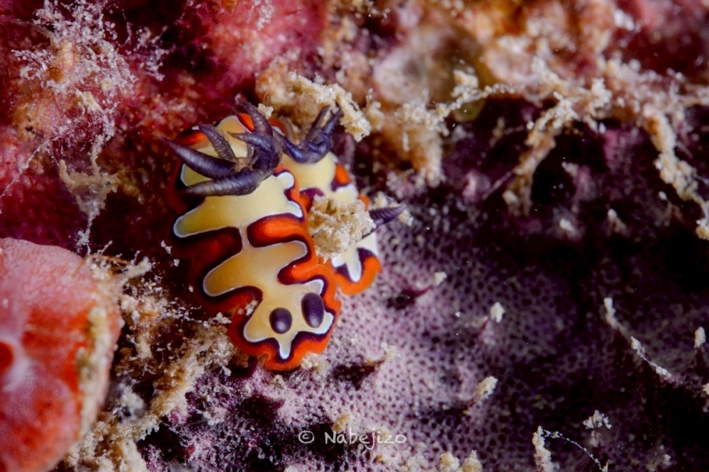 プーケットのカタビーチで半日ダイビング