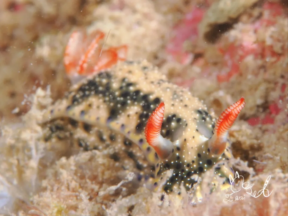 プーケットのカタビーチで半日ダイビング